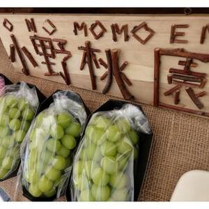 【海外ミシュラン御用達】先着100箱限定『樹上完熟シャインマスカット』5年連続メディア出演小野桃園【配送不可地域：離島】【1659950】