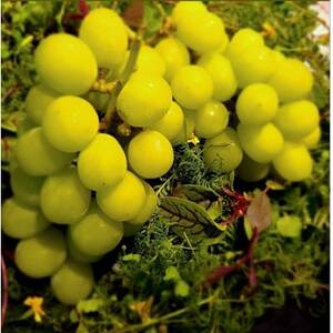 【海外ミシュラン御用達】先着100箱限定『樹上完熟シャインマスカット』5年連続メディア出演小野桃園【配送不可地域：離島】【1659950】