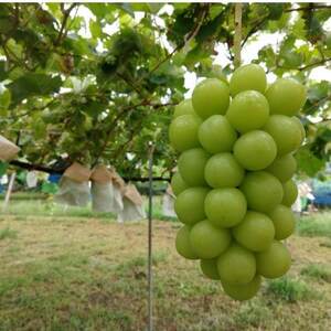 【海外ミシュラン御用達】先着100箱限定『樹上完熟シャインマスカット』5年連続メディア出演小野桃園【配送不可地域：離島】【1659950】