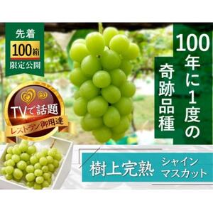 【先着100箱限定】ギリギリまで完熟させた市場に出回らない『樹上完熟シャインマスカット』約2kg【配送不可地域：離島】【1659951】