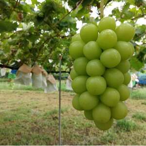 【先着100箱限定】ギリギリまで完熟させた市場に出回らない『樹上完熟シャインマスカット』約2kg【配送不可地域：離島】【1659951】