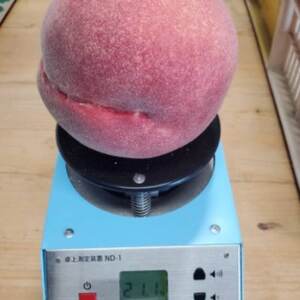 【お家で一流レストラン御用達】桃通を唸らせる『幻のシャトーブリアン桃』2026年8月下旬より順次発送【配送不可地域：離島・北海道・沖縄県・中国・四国・九州】【1676994】