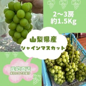 【発送月固定定期便】旬のピオーネ+シャインマスカット2～3房(約1.5kg)全2回【配送不可地域：離島】【4075417】