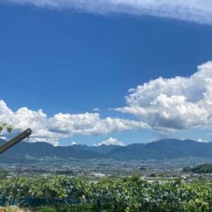 【発送月固定定期便】旬のピオーネ+シャインマスカット2～3房(約1.5kg)全2回【配送不可地域：離島】【4075417】