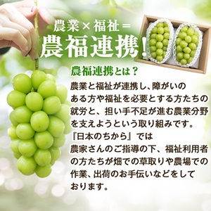 2026年先行受付【見た目は訳あり?味は満足!】農福連携シャインマスカット計1kg【ご家庭用】【配送不可地域:離島】【1679907】