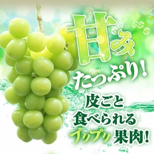 2026年先行受付【見た目は訳あり?味は満足!】農福連携シャインマスカット計1kg【ご家庭用】【配送不可地域:離島】【1679907】