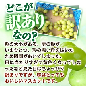2026年先行受付【見た目は訳あり?味は満足!】農福連携シャインマスカット計1kg【ご家庭用】【配送不可地域:離島】【1679907】