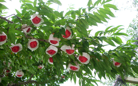 2026年先行 スイートネクタリン 約2kg(6~12個)【配送不可地域:離島・北海道・沖縄県・中国・四国・九州】【1676551】