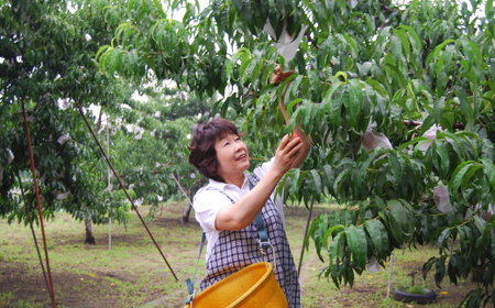 2026年先行 スイートネクタリン 約2kg(6~12個)【配送不可地域:離島・北海道・沖縄県・中国・四国・九州】【1676551】