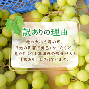 【2026年先行受付】訳あり!生産者直送シャインマスカット 計1kg【味には妥協なし!】【配送不可地域：離島】【1681114】