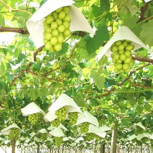 【発送月固定定期便】やまなし旬のフルーツ定期便(桃・シャインマスカット)【L】全2回【配送不可地域:離島】【4077910】