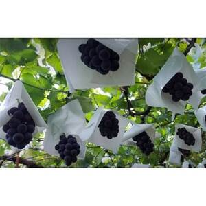 【2026発送予定】農家朝どり種無し巨峰　3～5房入り　山梨市産地直送　約2kg以上【配送不可地域：離島】【1178163】