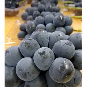 【2026発送予定】農家朝どり種無し巨峰　3～5房入り　山梨市産地直送　約2kg以上【配送不可地域：離島】【1178163】