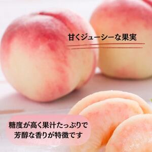 【発送月固定定期便】【2026年先行受付】 旬のフルーツ定期便 桃900g・シャイン500g全2回【配送不可地域：離島・沖縄県】【4078906】