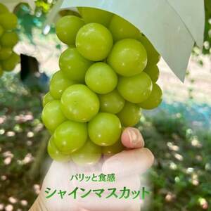 【発送月固定定期便】【2026年先行受付】 旬のフルーツ定期便 桃900g・シャイン500g全2回【配送不可地域：離島・沖縄県】【4078906】