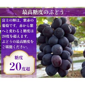 【2026年先行予約】富士の輝 計600g 1房 山梨県産【配送不可地域：離島】【1694814】