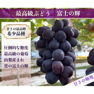 富士の輝 計500g 1房 山梨県産【配送不可地域：離島】【1694815】