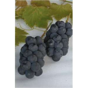 【2026年発送　先行受付】山梨直送!!種なし巨峰2～3房(1.2kg以上)【配送不可地域：離島・沖縄県】【1695493】