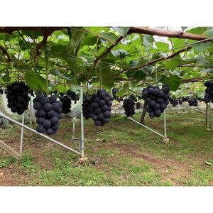 【2026年発送　先行受付】山梨直送!!種なし巨峰2～3房(1.2kg以上)【配送不可地域：離島・沖縄県】【1695493】