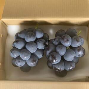 【2026年発送　先行受付】山梨直送!!種なし巨峰2～3房(1.2kg以上)【配送不可地域：離島・沖縄県】【1695493】