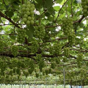 【2026年発送　先行受付】山梨直送!!シャインマスカット 2～3房(1.2kg以上)【配送不可地域：離島・沖縄県】【1695520】