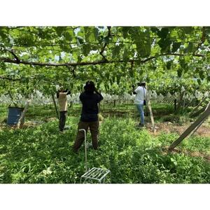 【2026年発送　先行受付】山梨直送!!シャインマスカット 2～3房(1.2kg以上)【配送不可地域：離島・沖縄県】【1695520】