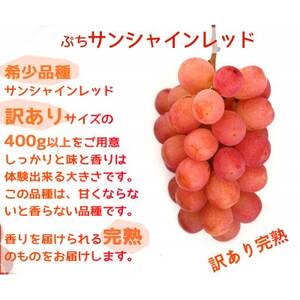 【2026年先行予約】サンシャインレッドとシャインマスカット　美味しい訳あり計1kg詰め合わせ【配送不可地域：離島】【1694812】