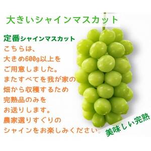 【2026年先行予約】サンシャインレッドとシャインマスカット　美味しい訳あり計1kg詰め合わせ【配送不可地域：離島】【1694812】