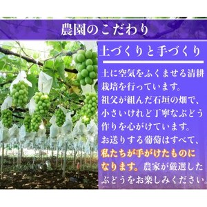 シャインマスカット 1房 800g 小さな農家のこだわりシャイン【配送不可地域：離島】【1699610】