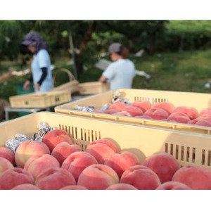 先行受付!【2026年7月発送開始】桃の産地山梨からお届け　ピーチ専科ヤマシタの桃　1kg【配送不可地域：離島】【1707808】