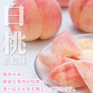 2026年先行受付　山梨県産 桃 白桃系 1kg以上(3～5玉) フルーツ王国・山梨県から産地直送【配送不可地域：離島・沖縄県】【1137261】