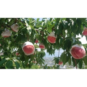 2026年発送【旬の桃8～10玉 約3kg】坂の上の桃 硬くて甘い!食べ応え抜群!山梨県山梨市産【配送不可地域：離島】【1264619】