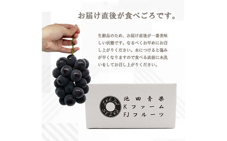 【2026年先行受付】厳選　池田青果の巨峰　2房 　1キロ　ふるさと納税【配送不可地域：離島・沖縄県】【1280519】
