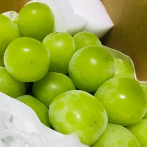 【2026年 先行予約】朝採り シャインマスカット 約1.8kg(2～5房入り) ふるさと納税【配送不可地域：離島・沖縄県】【1281141】