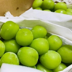 【2026年 先行予約】朝採り シャインマスカット 約1.8kg(2～5房入り) ふるさと納税【配送不可地域：離島・沖縄県】【1281141】