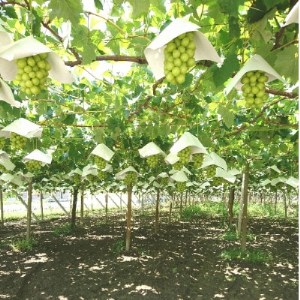 【2026年 先行予約】朝採り シャインマスカット 約1.8kg(2～5房入り) ふるさと納税【配送不可地域：離島・沖縄県】【1281141】