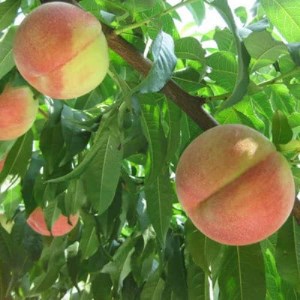 《2026年 先行予約》農家直送 桃名産地 山梨の桃 秀品 約2kg ふるさと納税【配送不可地域：離島・沖縄県】【1292061】