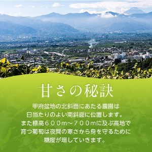 2026年先行受付 旬の葡萄セット2kg (シャインマスカット 巨峰 各2房 種なし)【配送不可地域：離島】【1308168】