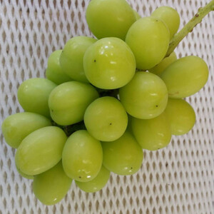 【2026年先行受付】巨峰の丘　ぶどうの専門家がお届けするシャインマスカット1房(700～800g)【配送不可地域：離島】【1324203】