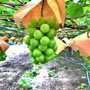 【2026年発送先行受付】山梨県山梨市産 特選 旬の採れたてシャインマスカット約1.2kg 2~3房【配送不可地域:離島】【1365848】