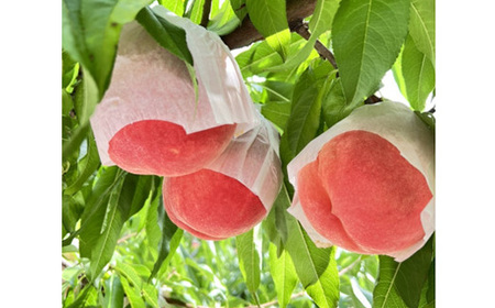 【桃の産地山梨】ヤマシタの桃ごこち　8本入(もも飲料)【1366431】