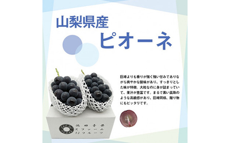 厳選!!池田青果のピオーネ　2房 ふるさと納税【配送不可地域：離島】【1370963】