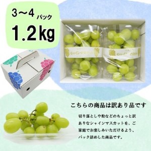 【2025年先行受付】【訳あり】池田青果のパックシャインマスカット 1.2kg(3～4パック)【配送不可地域：離島】【1376589】