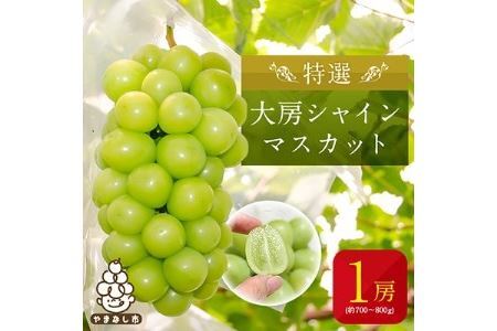 特選大房シャインマスカット1房(約700～800g) ふるさと納税【配送不可地域：離島・沖縄県】【1021827】