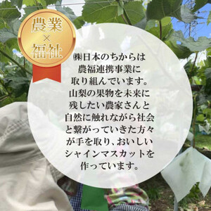 【2026年発送 先行受付】極上!農福連携シャインマスカット2房(2房1.2kg程度)【配送不可地域：離島】【1368293】