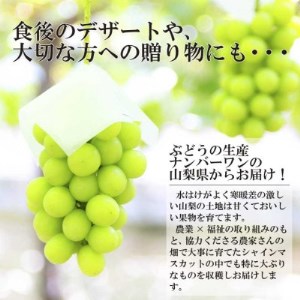 【2026年発送 先行受付】極上!農福連携シャインマスカット2房(2房1.2kg程度)【配送不可地域：離島】【1368293】