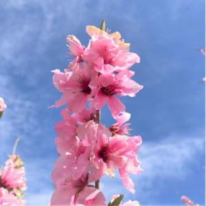 《2026年発送　先行受付》桃 『白桃系』 約2kg 5～8玉 朝もぎ直送! 選び抜かれた桃【配送不可地域：離島】【1275890】