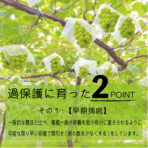 《2026年発送　先行受付》朝もぎ直送!!過保護に育った葡萄『のびのび育てたシャインマスカット』2房_甘いシャインマスカット あまいシャインマスカット 美味しいシャインマスカット おいしいシャインマスカット 人気のシャインマスカット 瑞々しいシャインマスカット _【配送不可地域：離島】【1363897】