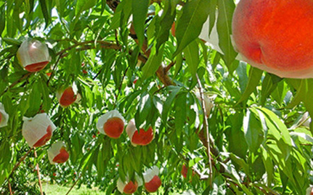 桃 1.5kg 4～7玉 やまなし内藤農園 ジュエリーピーチ (R) 白桃【配送不可地域：離島・沖縄県】【1045097】
