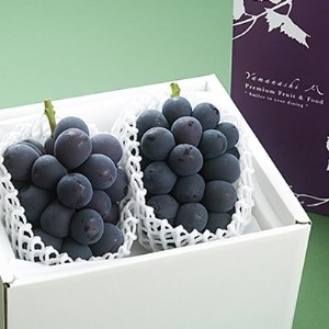 【2026年発送分先行受付】山梨産ブラックビート 2房(約1kg) 化粧箱入り レアな希少品種【配送不可地域：離島・沖縄県】【1041054】